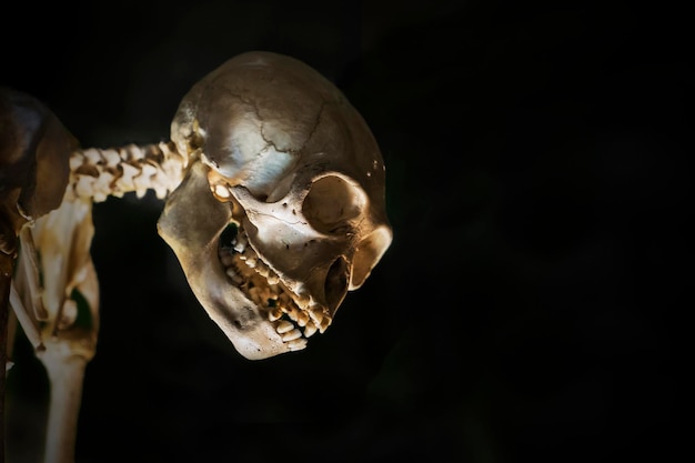 Close-up of animal skull in museum