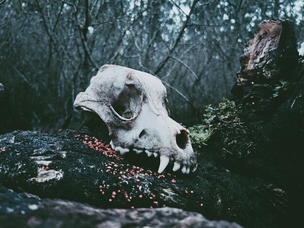 Photo close-up of animal skull on rock