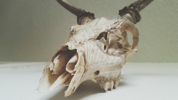 Photo close-up of animal skull on table