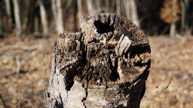 Photo close-up of animal skull on tree stump in forest