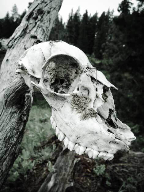 Foto close-up di un cranio di animale sul tronco di un albero