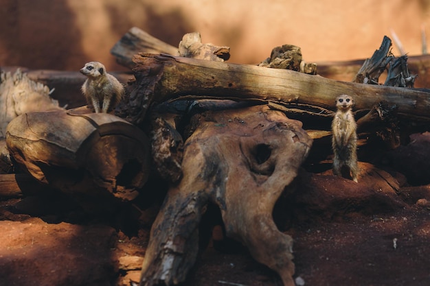 Photo close-up of animal skull on wood