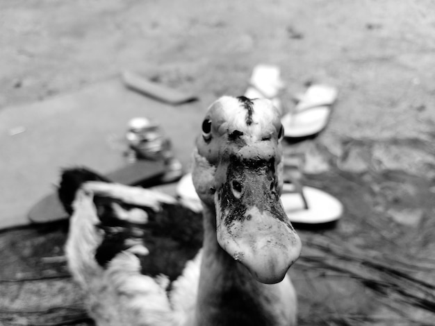 Foto prossimo piano del cranio di un animale