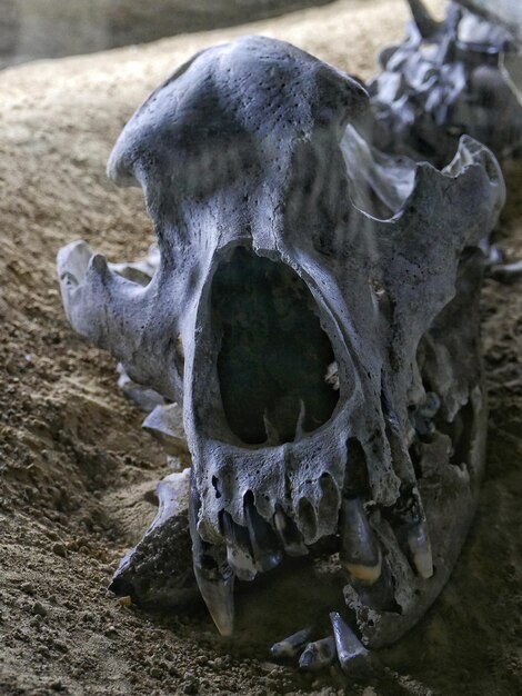 Photo close-up of animal skull