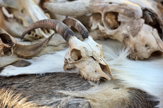 Photo close-up of animal skull