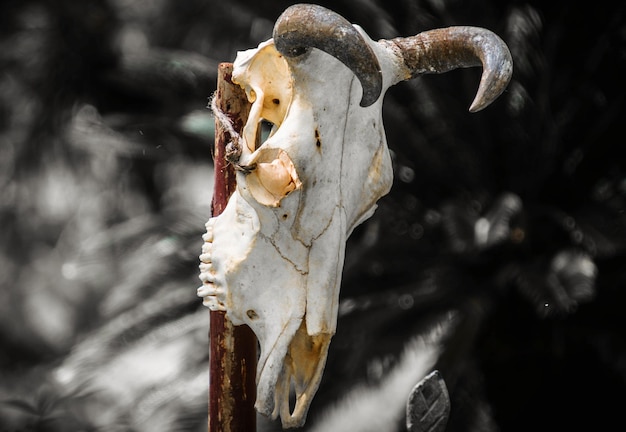 Foto prossimo piano del cranio di un animale