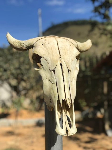 Foto prossimo piano del cranio di un animale