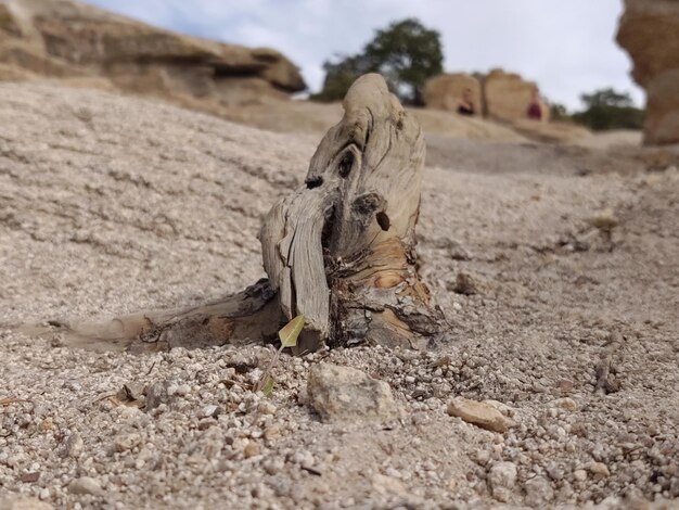 Foto prossimo piano del cranio di un animale