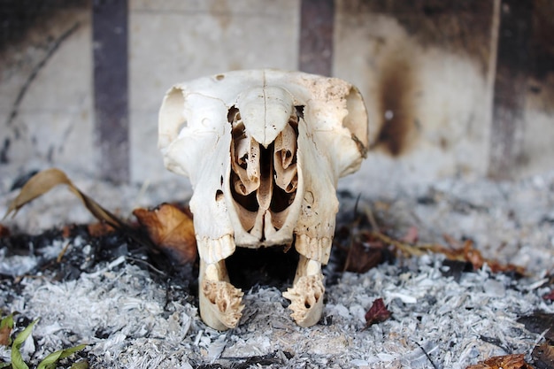 Photo close-up of animal skull