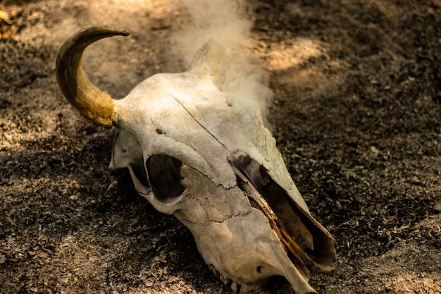 Photo close-up of animal skull