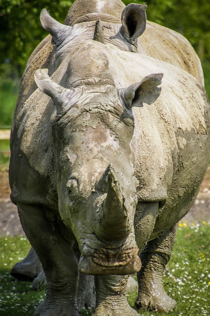 Photo close-up of animal statue