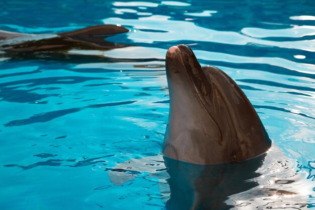 Close-up of animal swimming in pool