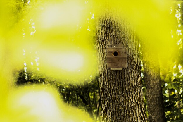 Close-up of an animal on tree trunk