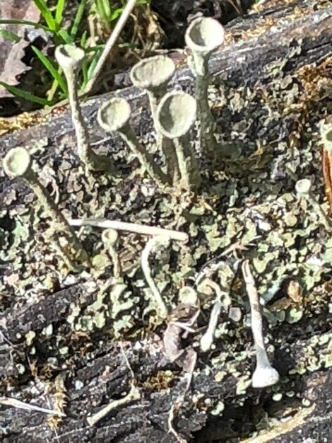 Close-up of an animal on tree trunk