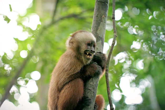 close-up of an animal on tree