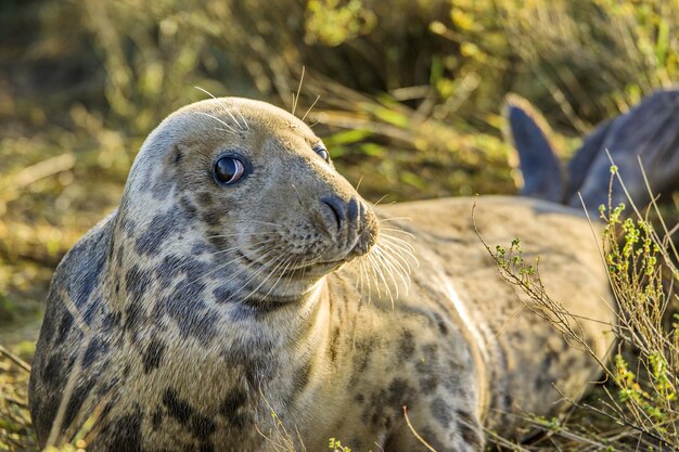 イギリスの動物のクローズアップ