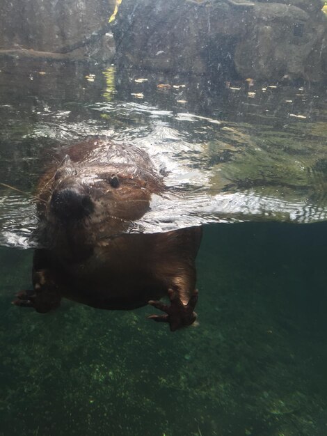 Foto prossimo piano di un animale sott'acqua