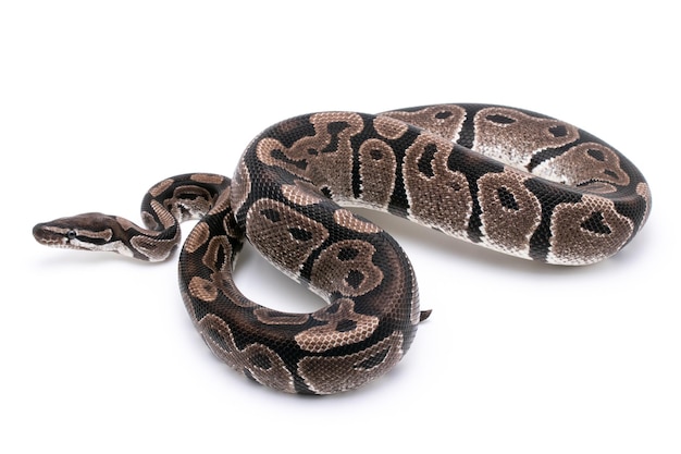 close-up of an animal on white background