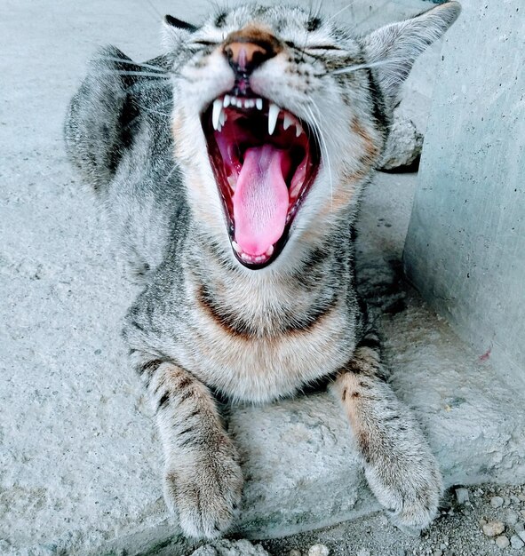 Photo close-up of animal yawning