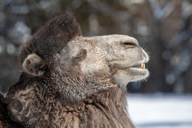 Close-up of an animal