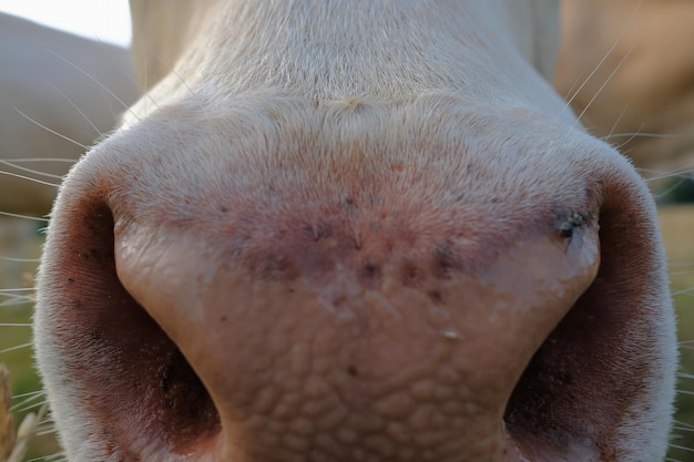 Foto prossimo piano di un animale