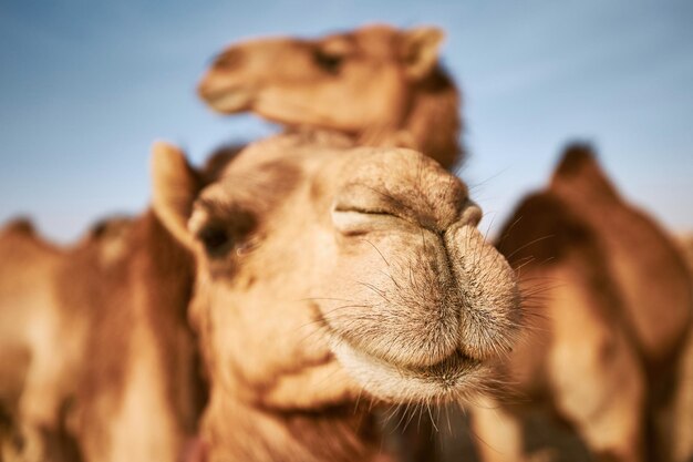 Photo close-up of an animal