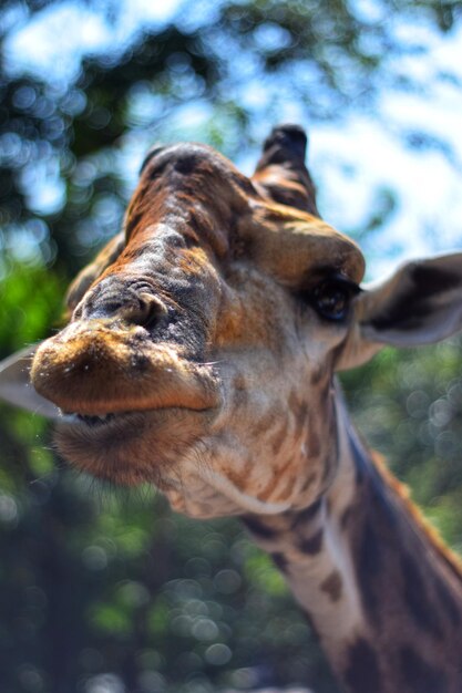 Foto prossimo piano di un animale