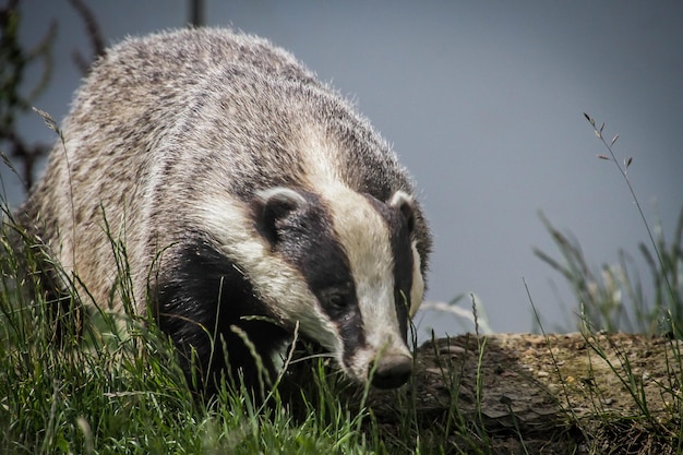 Close-up of an animal