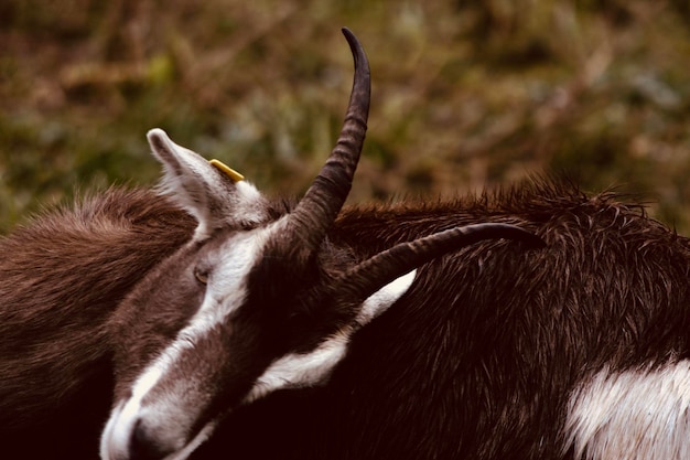 Close-up of an animal