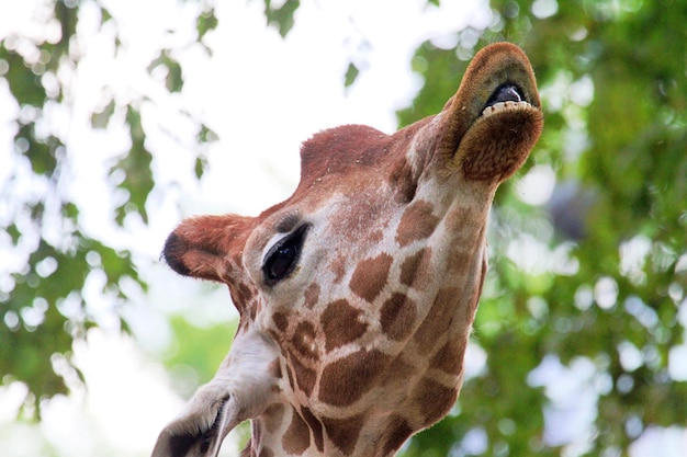 Close-up of an animal