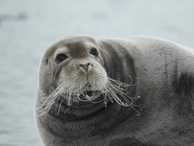 Photo close-up of an animal