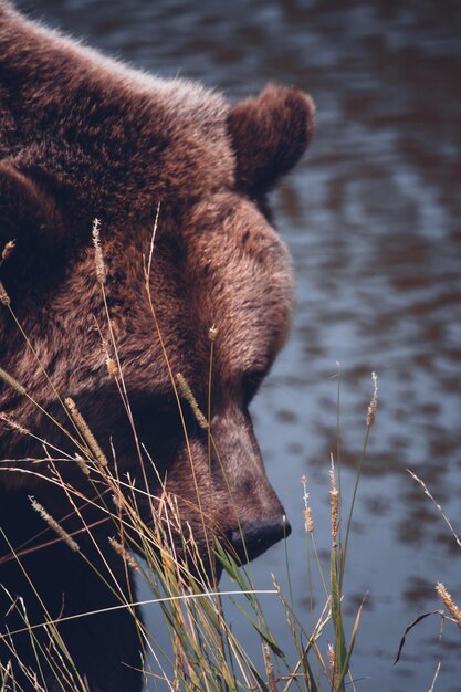 Foto prossimo piano di un animale