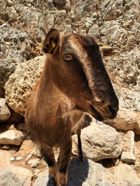 Foto prossimo piano di un animale