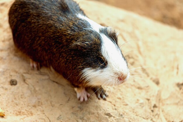 Photo close-up of an animal