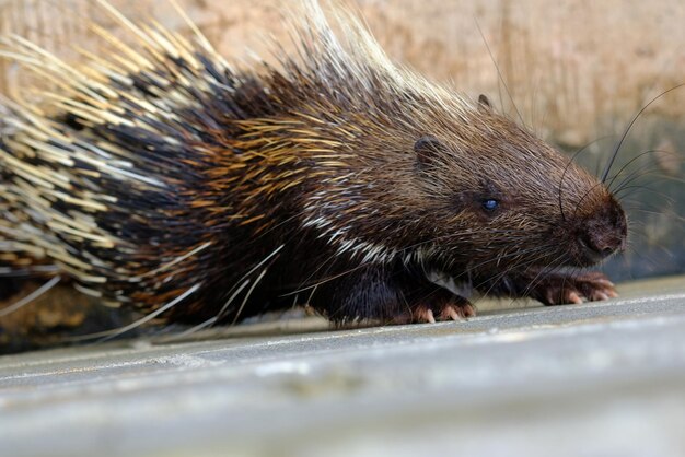 Foto close-up di un animale