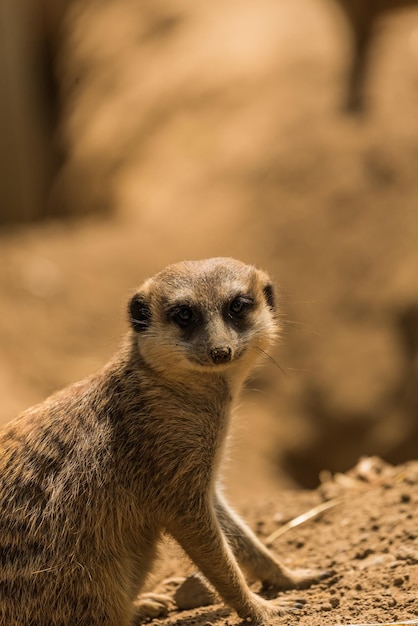 Foto prossimo piano di un animale