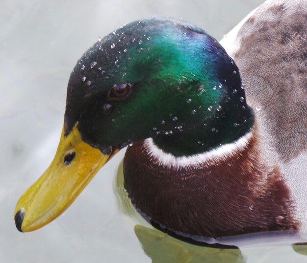 Foto prossimo piano di un animale