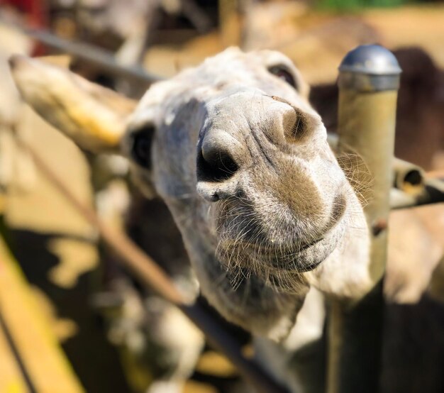 Foto prossimo piano di un animale