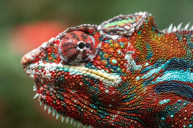 Foto prossimo piano di un animale