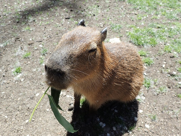 動物のクローズアップ