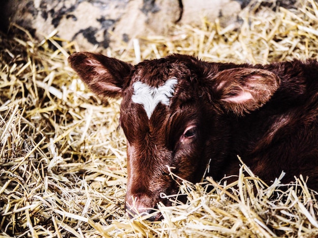 Photo close-up of a animal