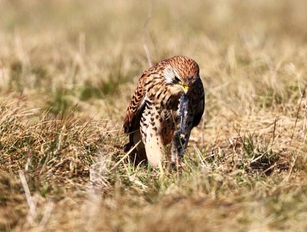 Photo close-up of an animal