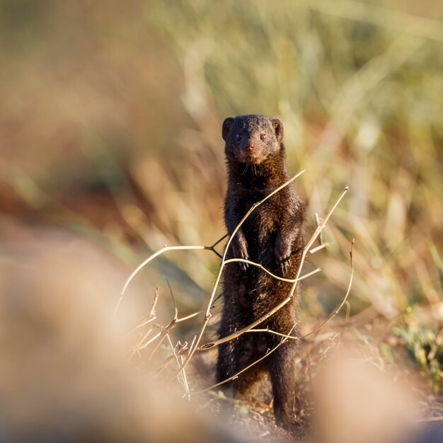 Foto prossimo piano di un animale