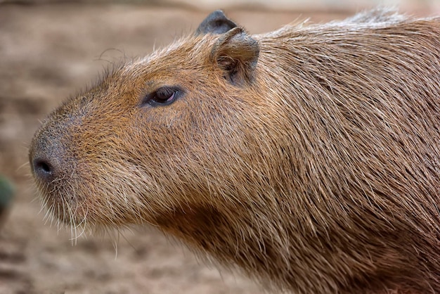 Close-up of an animal