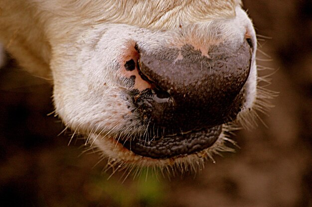 Close-up of an animal