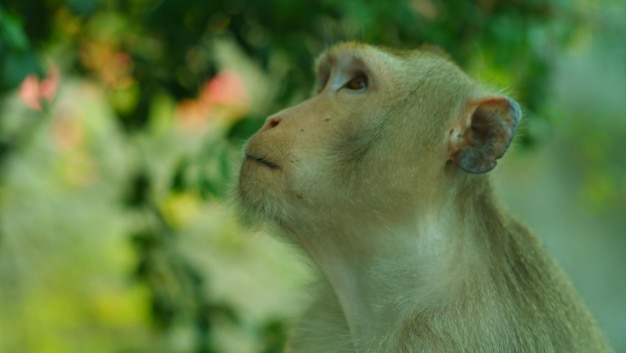 Foto prossimo piano di un animale