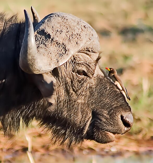 Close-up of an animal