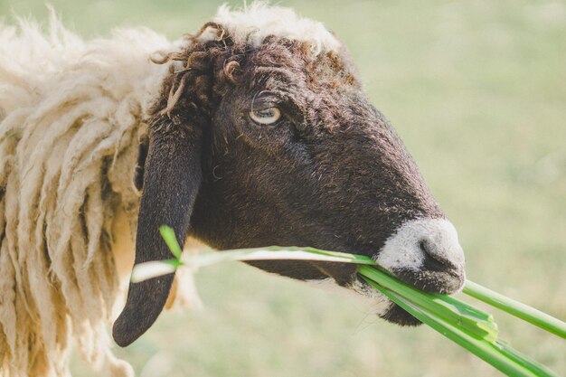 Photo close-up of an animal