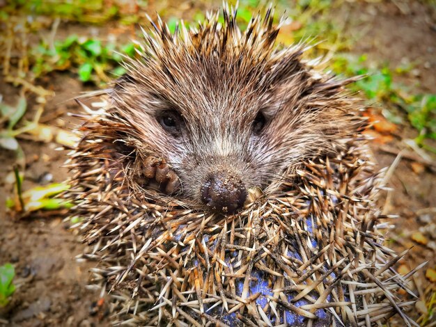 Photo close-up of an animal