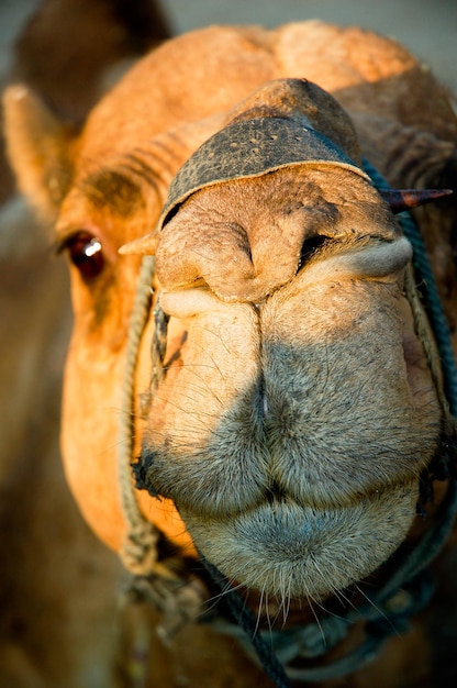 Photo close-up of a animal